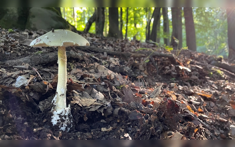 Grüne Knollenblätterpilze sind hochgiftig, Diese und andere Giftpilze kommen auch in dieser Pilzsasion in den heimischen Wäldern vor.  (Foto: Wald und Holz NRW)
