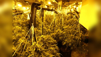 Foto der professionell betriebenen Cannabisplantage (Foto: Polizeipräsidium Nordhessen)